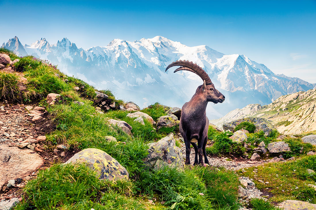 Ibex blocking the view of Mont Blanc